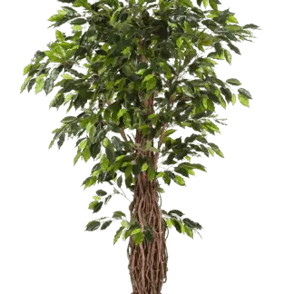 Künstlicher Ficus - Jannik | 180 cm*