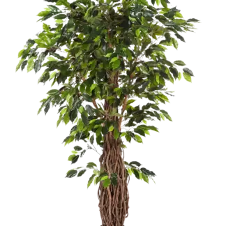 Künstlicher Ficus - Jannik | 300 cm*