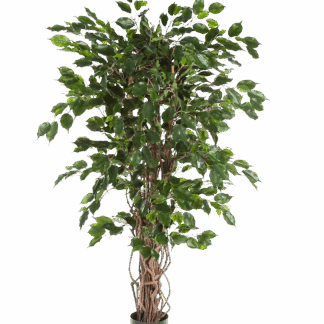 Künstlicher Ficus - Jasmin | 210 cm*