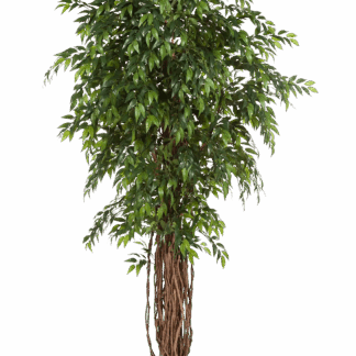 Künstlicher Ficus - Jayden | 150 cm*