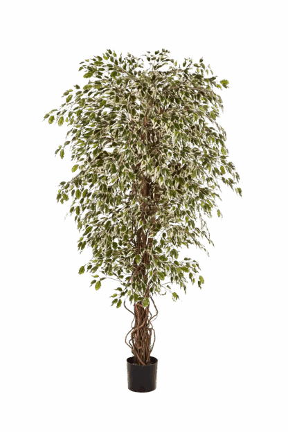 Künstlicher Ficus- Jessica | 180 cm*