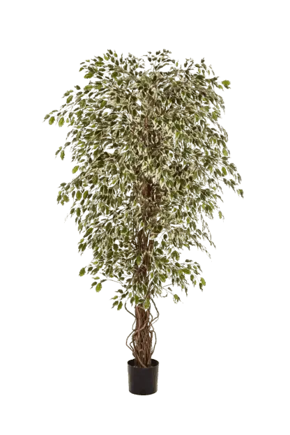 Künstlicher Ficus- Jessica | 210 cm*