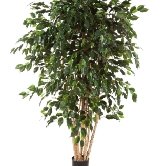 Künstlicher Ficus - Joel | 180 cm*