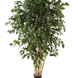 Künstlicher Ficus - Joel | 240 cm*