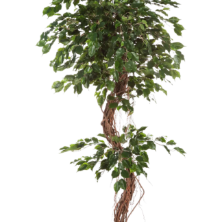 Künstlicher Ficus - Joshua | 180 cm*