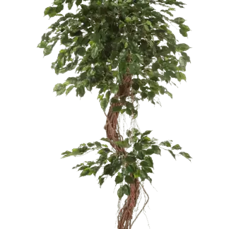 Künstlicher Ficus - Joshua | 210 cm*
