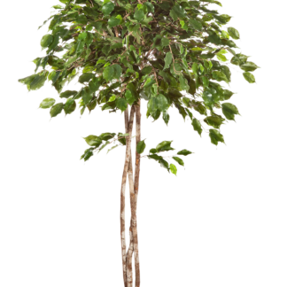 Künstlicher Ficus - Kathleen | 150 cm*
