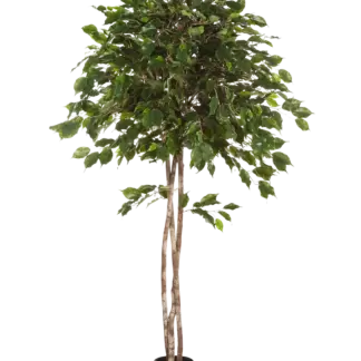 Künstlicher Ficus - Kathleen | 180 cm*