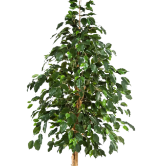 Künstlicher Ficus - Katja | 180 cm*