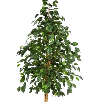 Künstlicher Ficus - Katja | 210 cm*