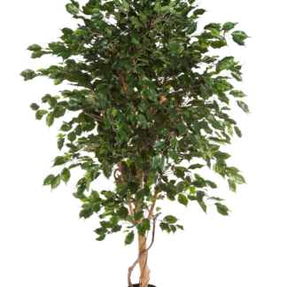Künstlicher Ficus - Kim | 180 cm*
