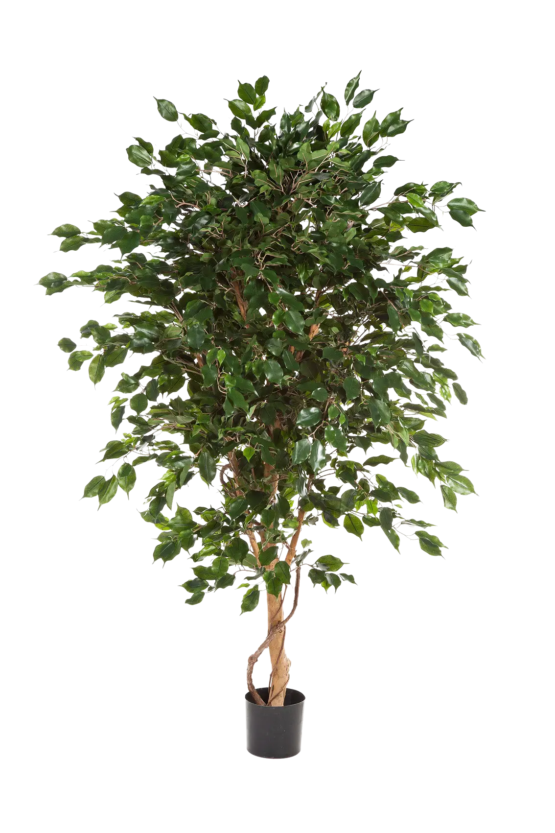 Künstlicher Ficus - Kim | 210 cm*