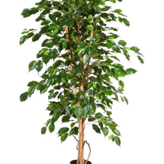Künstlicher Ficus - Kristin | 180 cm*