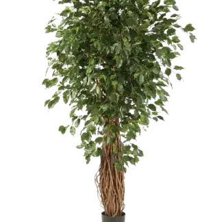 Künstlicher Ficus Liana - Josefine | 150 cm*
