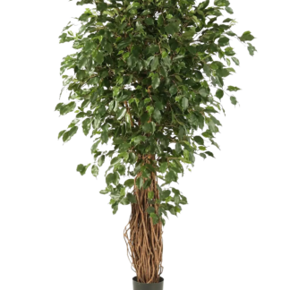 Künstlicher Ficus Liana - Josefine | 180 cm*