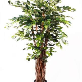 Künstlicher Ficus - Lissi | 175 cm*