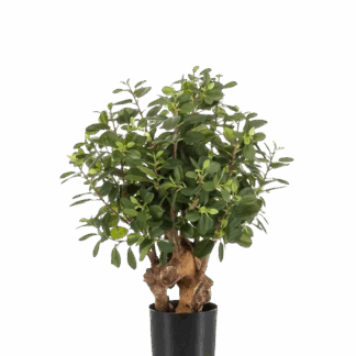 Künstlicher Ficus Panda Baum - Arne*