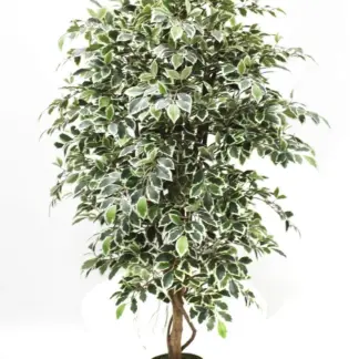 Künstlicher Ficus Retusa – Lysandros | 180 cm*