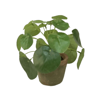 Künstlicher Geldbaum - Jamie | 13 cm*