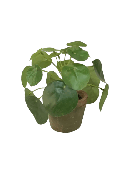 Künstlicher Geldbaum - Jamie | 13 cm*