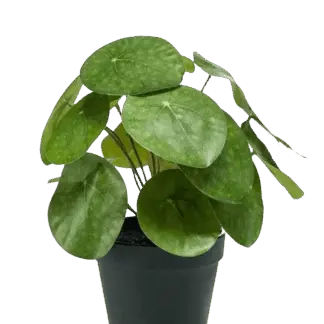 Künstlicher Geldbaum - Justin | 22 cm*