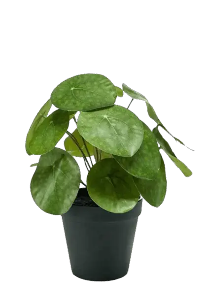 Künstlicher Geldbaum - Justin | 22 cm*