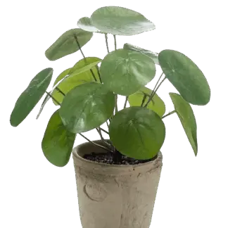 Künstlicher Geldbaum - Kai | 22 cm*