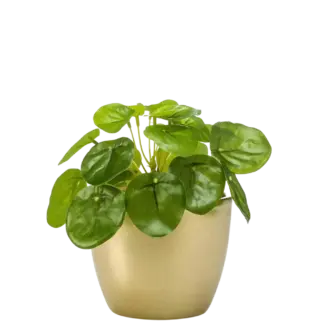 Künstlicher Geldbaum - Kate | 13 cm*