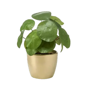 Künstlicher Geldbaum - Leni | 22 cm*