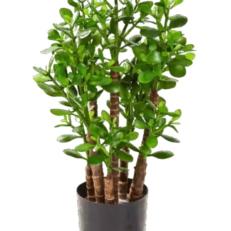 Künstlicher Geldbaum - Poyraz | 60 cm*