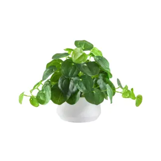 Künstlicher Geldbaum – Cassian | 24 cm*