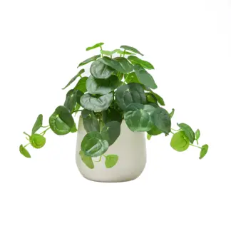 Künstlicher Geldbaum – Cassian | 39 cm*