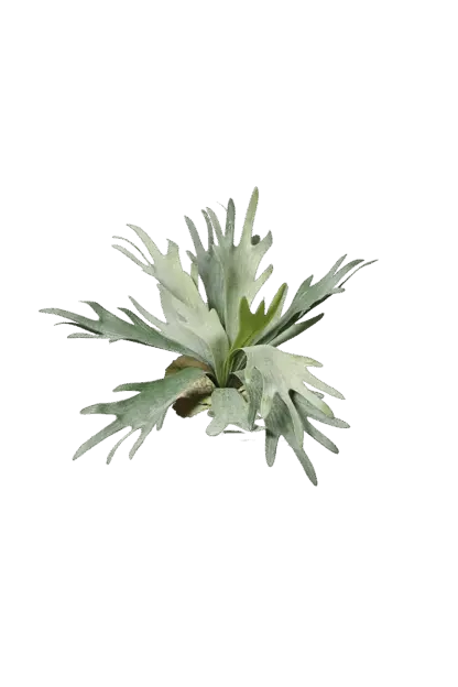 Künstlicher Geweihfarn - Hubert | 33 cm*