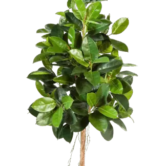 Künstlicher Gummibaum - Karim | 210 cm*
