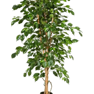 Künstlicher Gummibaum - Karla | 150 cm*