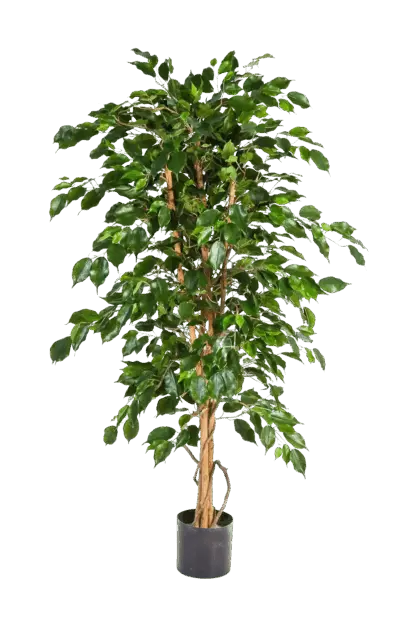 Künstlicher Gummibaum - Karla | 150 cm*
