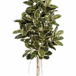Künstlicher Gummibaum - Kerim | 180 cm*