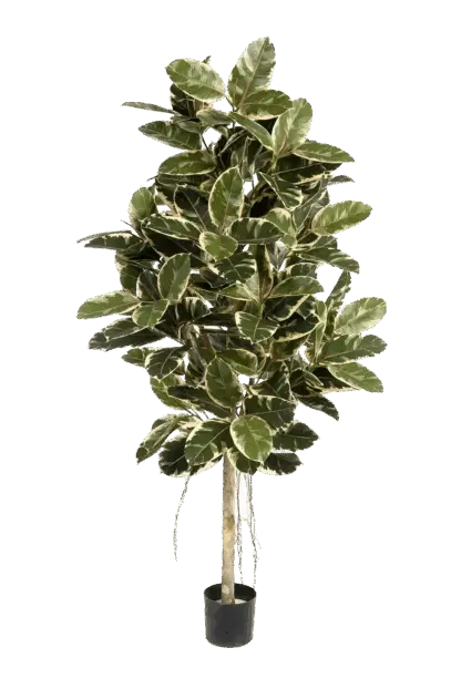 Künstlicher Gummibaum - Kerim | 210 cm*