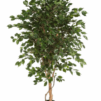 Künstlicher Gummibaum - Kim | 150 cm*