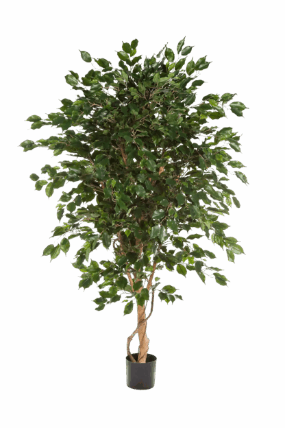 Künstlicher Gummibaum - Kim | 150 cm*