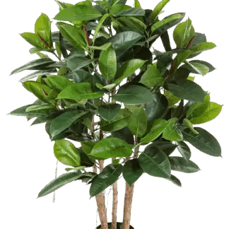 Künstlicher Gummibaum - Laura | 120 cm*