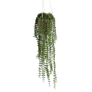 Künstlicher Hänge Kletterficus - Kjell | 60 cm*