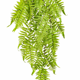 Künstlicher Hänge-Osmundastrum - Bernd | 60 cm*