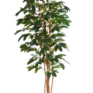 Künstlicher Kaffebaum - Philomena | 150 cm*