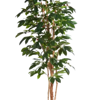 Künstlicher Kaffebaum - Philomena | 180 cm*