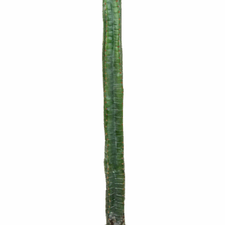 Künstlicher Kaktus - Henning | 140 cm*