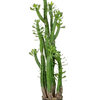 Künstlicher Kaktus - Hermann | 118 cm*