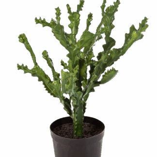 Künstlicher Kaktus - Hugo | 76 cm*