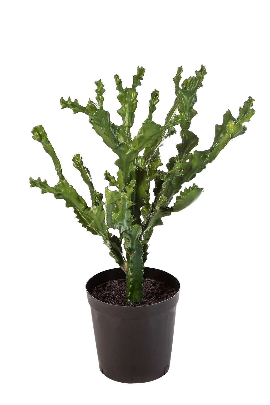 Künstlicher Kaktus - Hugo | 76 cm*