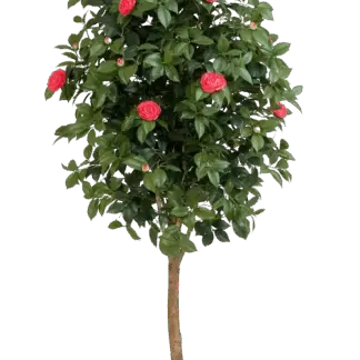 Künstlicher Kamelienbaum - Philina | 170 cm*